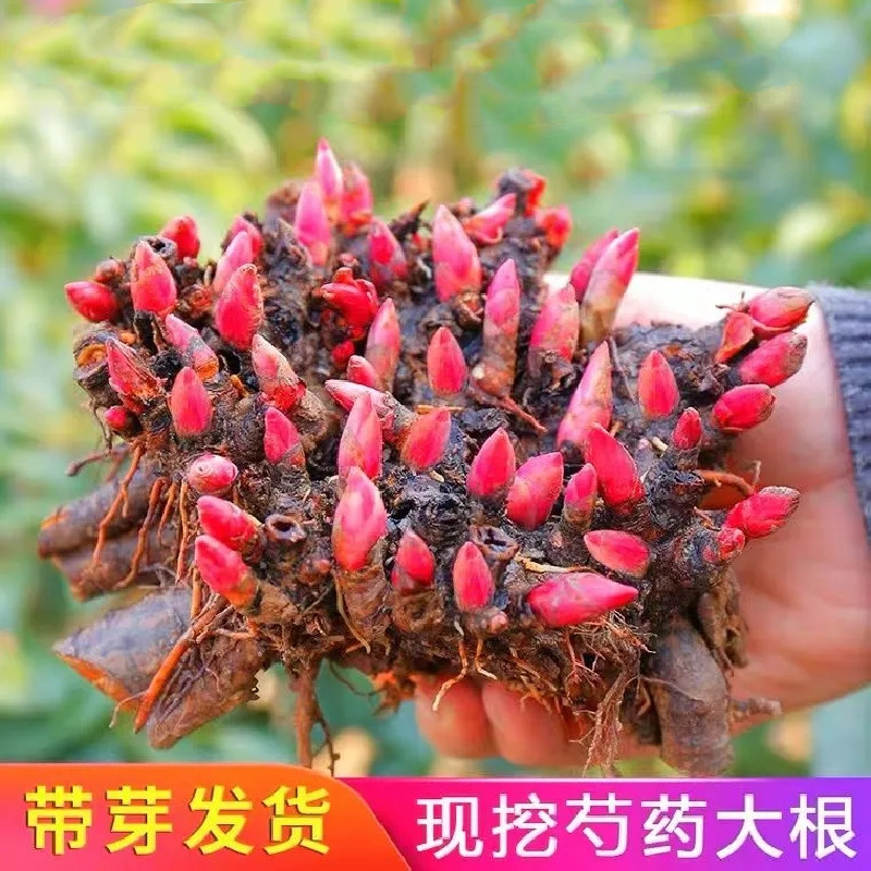 重瓣芍药花种球趣味净化空气鲜花插花阳台盆栽多年生花卉种球根