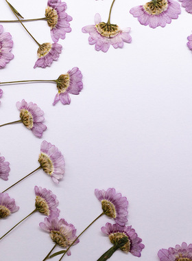 格桑花紫色侧压干花DIY花材