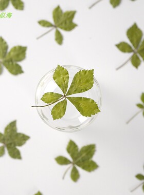 押花压花刺五加叶书签材料干花滴胶干花手机壳植物标本儿童手工