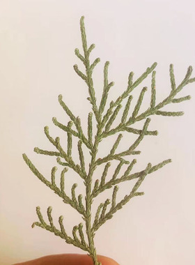 柏叶森系装饰摆件押花树叶画压花