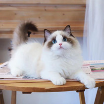 Pure Breeder Puppet Cat Cub Sea Blue Double Cute Fairy Meow Cat Kitty Living Net Red Persian Cat Season Long Hairy Cat