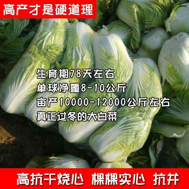 十八斤大白菜种子山东白菜籽冬季四季播大白菜抗病高产蔬菜白菜子-图2