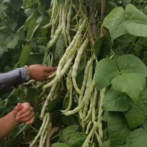 白不老芸豆种子九粒白四季豆无筋豆角种籽豇豆春季种植蔬菜种子孑-图1