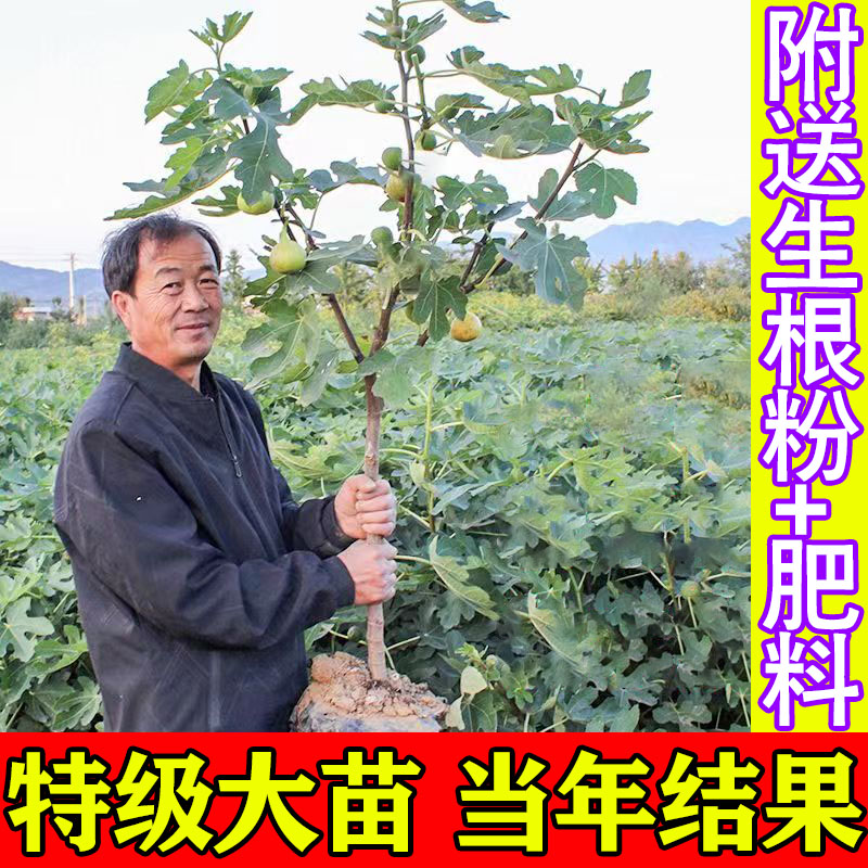 无花果果树果苗特大果矮化盆栽水果树波姬红优质青皮鲜果树南北方 - 图0