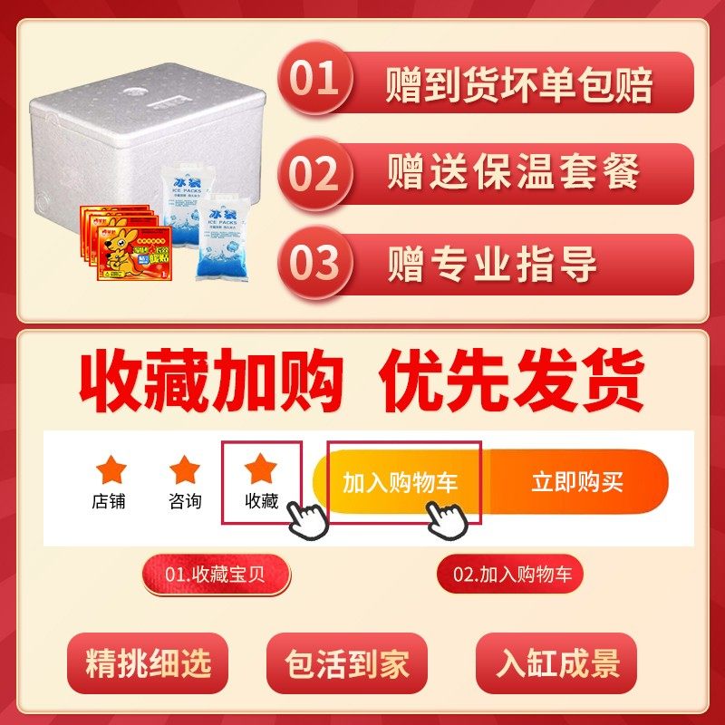 绿菊水草植物鱼缸造景阴性真草好养耐活增氧淡水活体水培生态绿植,淘宝优惠券,粉丝福利购,淘宝优惠卷