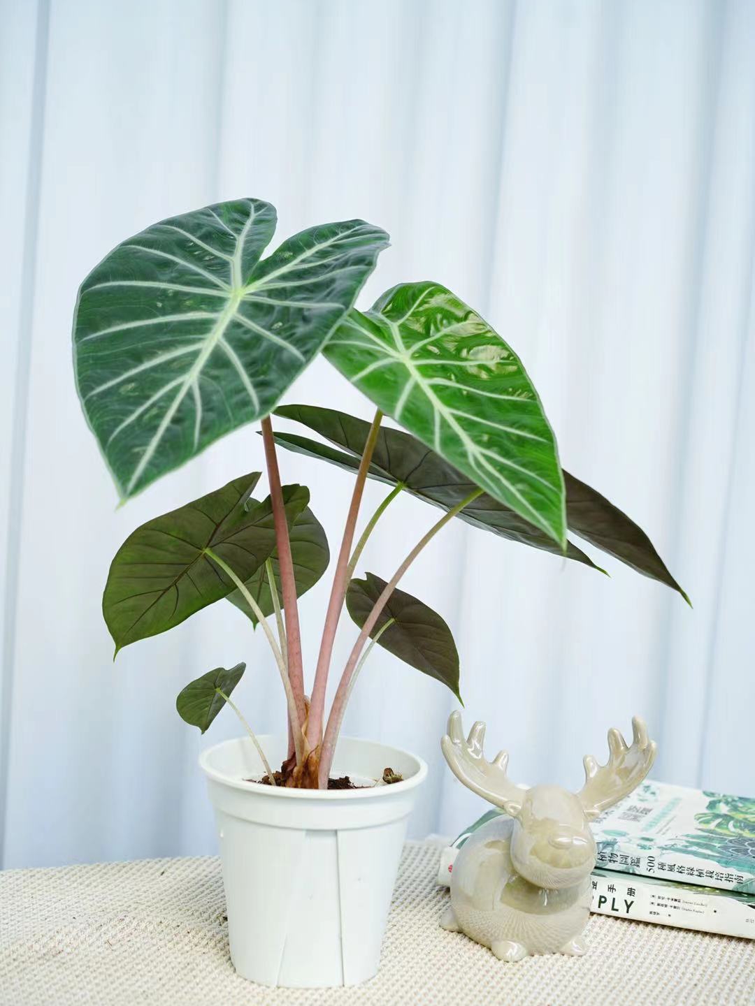 粉龙海芋内罗毕 Alocasia pink dragon室内网红盆栽热植 - 图3