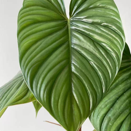 鲸鹿花园 哥伦比亚蔓绿绒 Philodendron Columbia 北欧风热植盆栽 - 图1