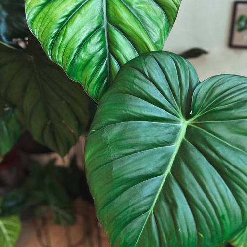 鲸鹿花园 哥伦比亚蔓绿绒 Philodendron Columbia 北欧风热植盆栽 - 图2