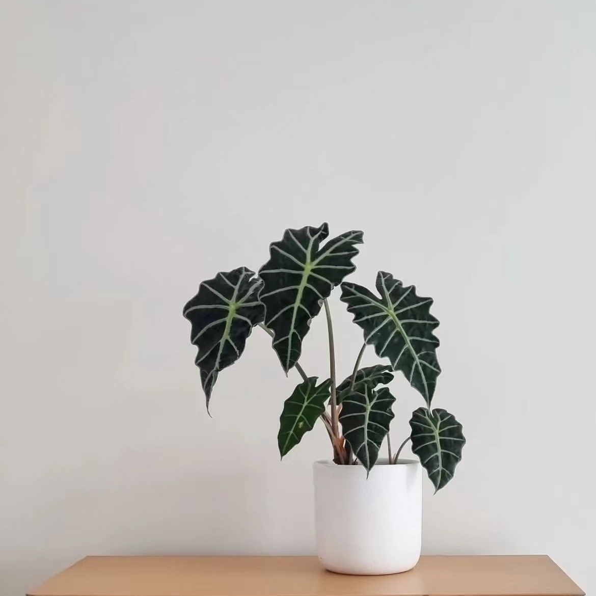 鲸鹿花园大仙女海芋Alocasia Polly非洲面具北欧INS风观叶热植-图3