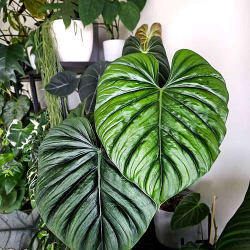 鲸鹿花园 哥伦比亚蔓绿绒 Philodendron Columbia 北欧风热植盆栽 - 图0