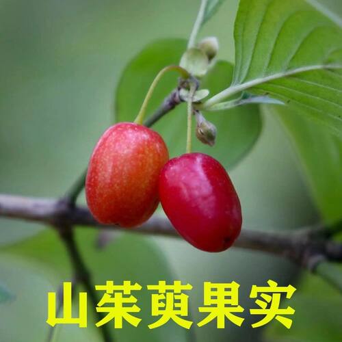 山茱萸树苗中药材山萸肉树苗枣皮树苗药材苗绿化苗木盆景盆栽地栽 - 图3