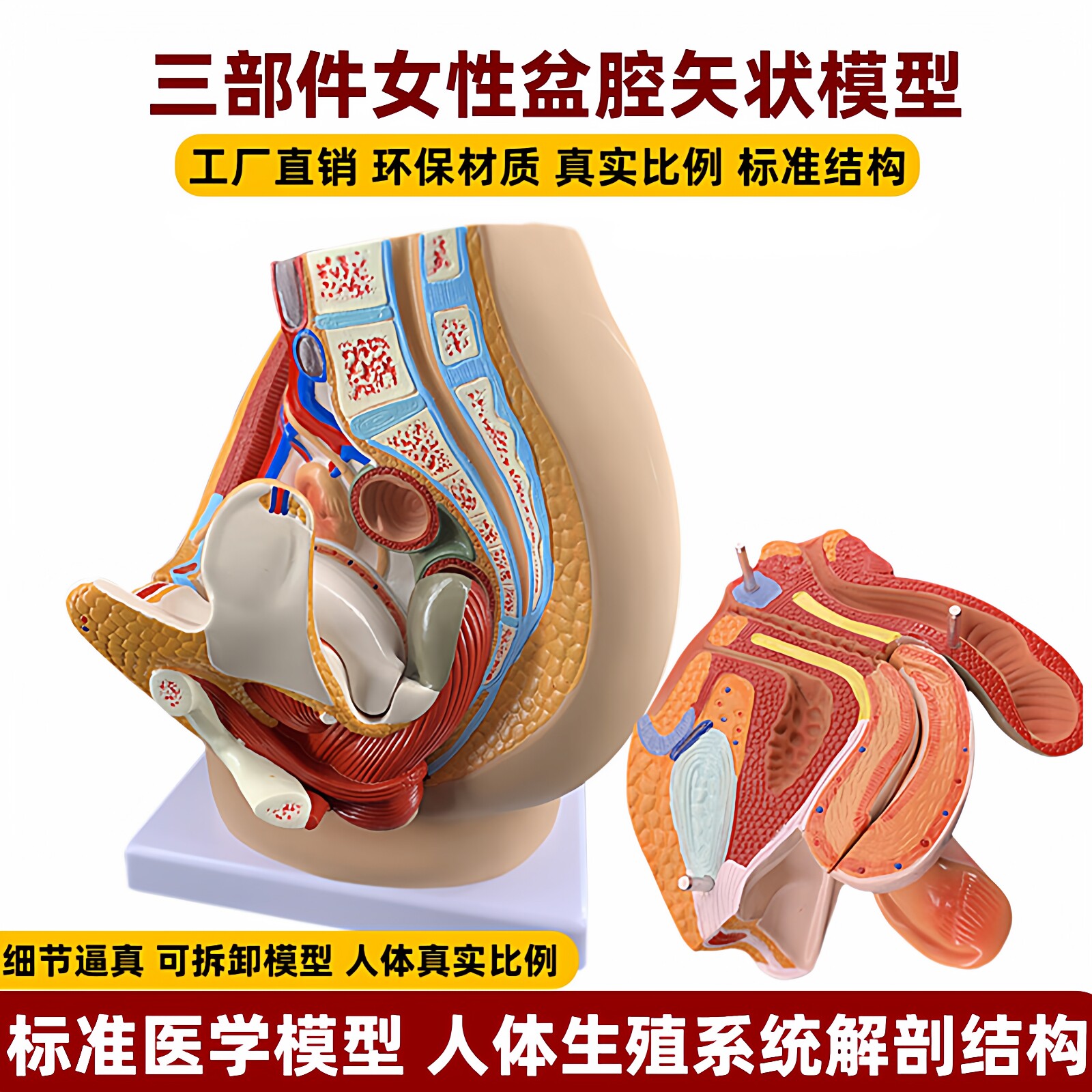 男女性正中盆腔矢状切面解剖模型生殖器官泌尿系统前列腺子宫教具