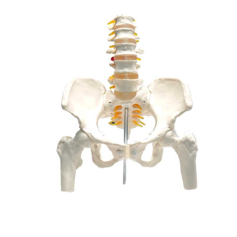 产后康复可活动骨盆模型骶骨髋骨女性可弯曲人体骨骼解剖盆底肌 - 图3