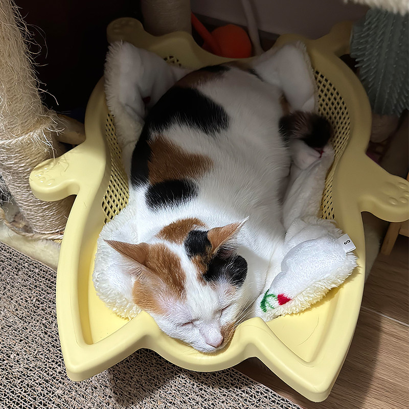 洗菜篮猫窝四季通用夏季透气猫床猫咪睡觉垫子创意宠物窝2025新款,淘宝优惠券,粉丝福利购,淘宝优惠卷