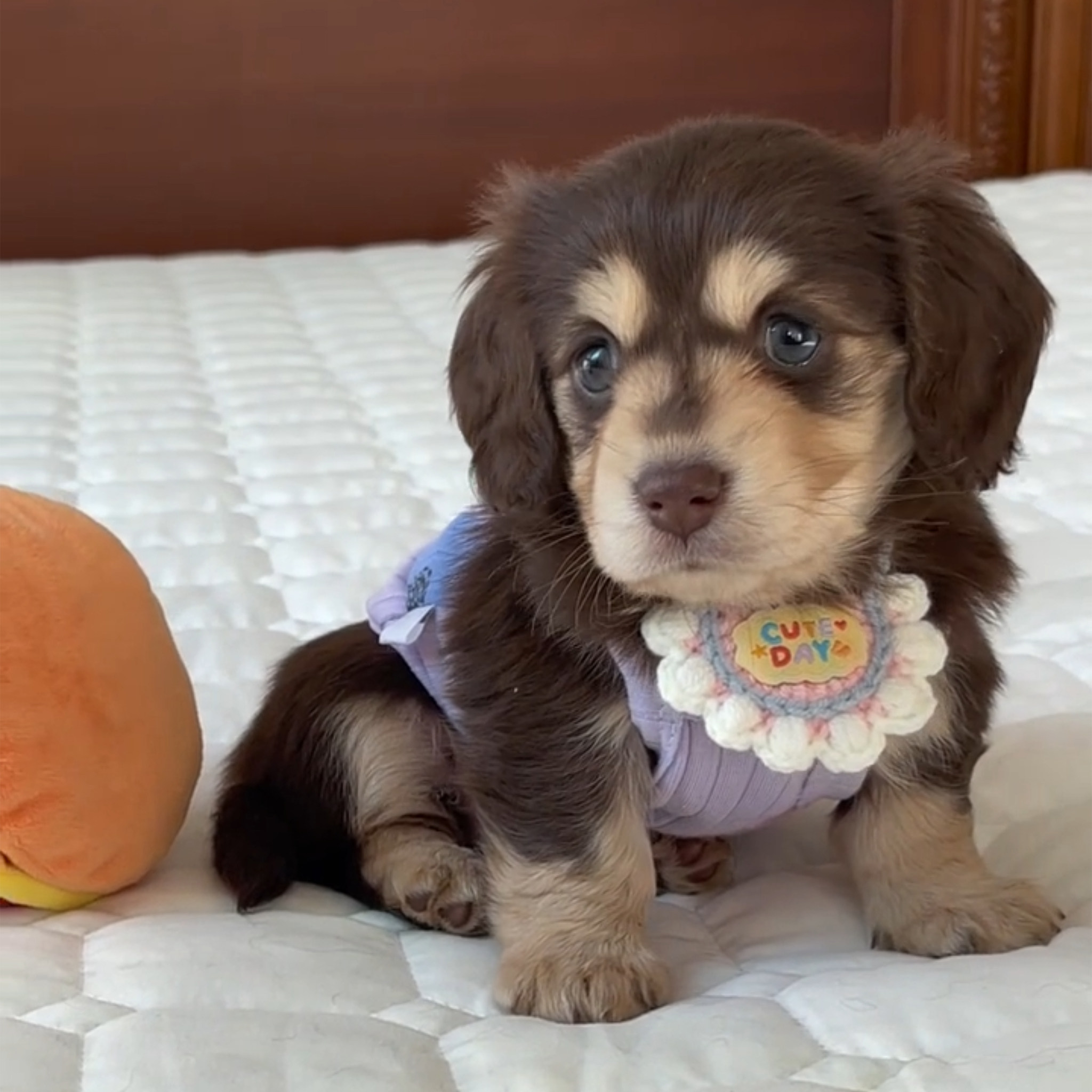 狗狗围脖猫咪围巾可爱宠物口水巾手工编织围兜钩织配饰毛线项圈,淘宝优惠券,粉丝福利购,淘宝优惠卷