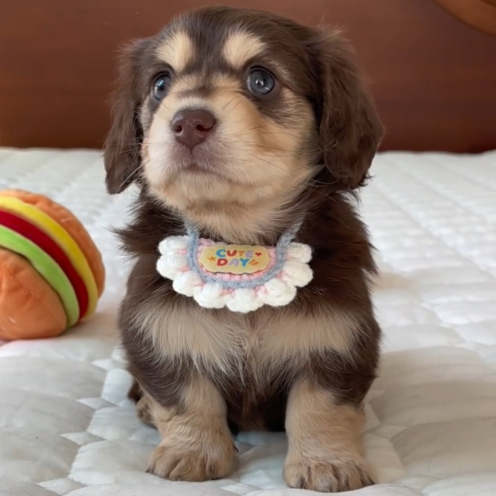 狗狗围脖猫咪围巾可爱宠物口水巾手工编织围兜钩织配饰毛线项圈,淘宝优惠券,粉丝福利购,淘宝优惠卷