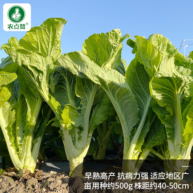 大叶甜芥菜种籽广东大种肉扁哈芥菜种子介菜种孑四季耐热蔬菜种子-图2