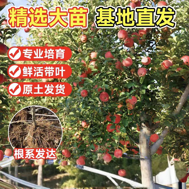 苹果树当年结果大树嫁接红富士冰糖心活苗地栽北方耐寒果树带土球