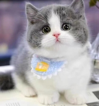Pure breed blue and white English short cat living English short blue cat infant cat short foot cat folded ear small cat living things pet kitty cub