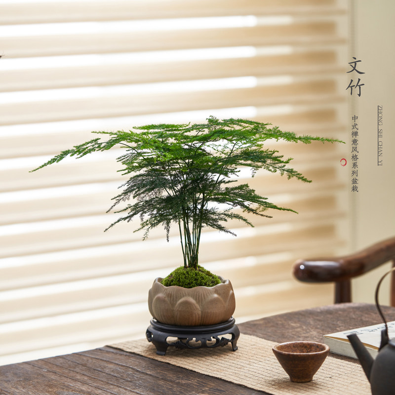 文竹绿植盆栽花卉盆景客厅办公室内书工位桌面茶几中式禅意好养,淘宝优惠券,粉丝福利购,淘宝优惠卷