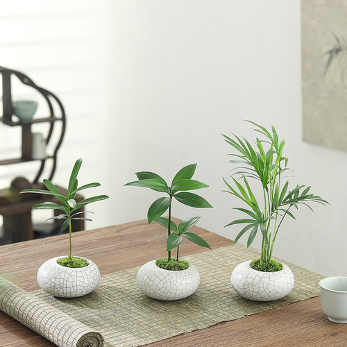 吉利红迷你苔藓球盆栽室内桌面绿植花卉四季水培好养植物净化空气 - 图2