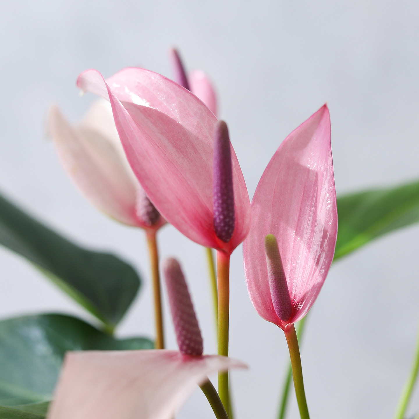 紫掌齐祖盆栽书房室内客厅花卉好养水培一帆风顺红掌四季常青绿植,淘宝优惠券,粉丝福利购,淘宝优惠卷