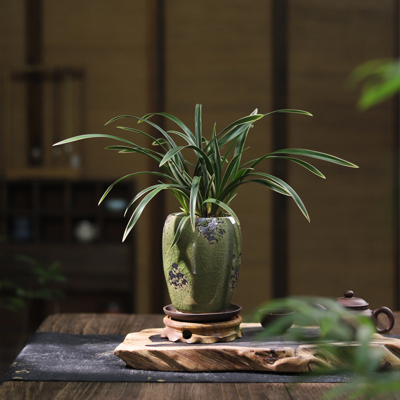 帝王妃兰花建兰年宵花卉盆景办公室内桌面四季常青绿植物好养盆栽,淘宝优惠券,粉丝福利购,淘宝优惠卷