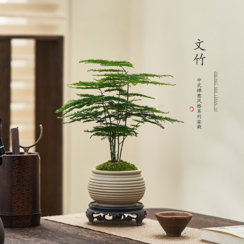 文竹绿植盆栽花卉盆景客厅办公室内书工位桌面茶几中式禅意好养,淘宝优惠券,粉丝福利购,淘宝优惠卷