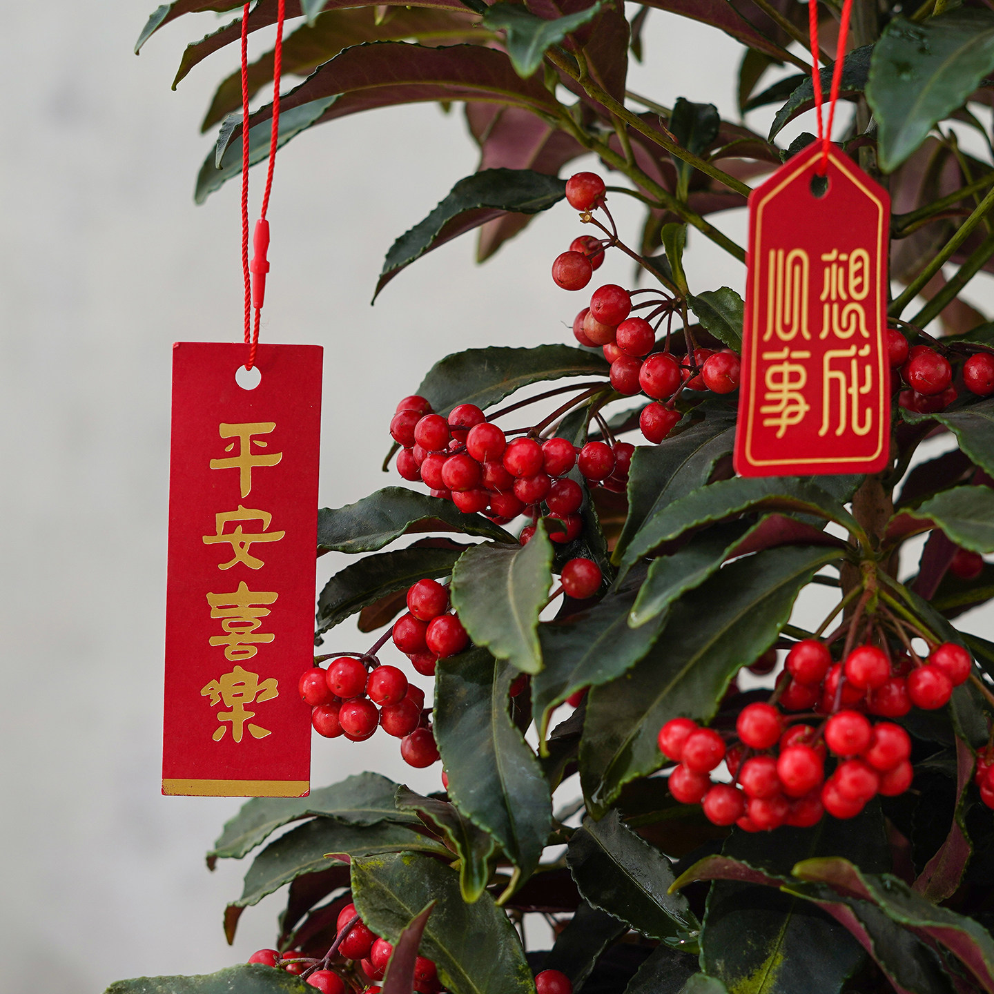 富贵籽盆栽办公室内客厅黄金万两年宵花带果喜庆好养花卉绿植盆景,淘宝优惠券,粉丝福利购,淘宝优惠卷