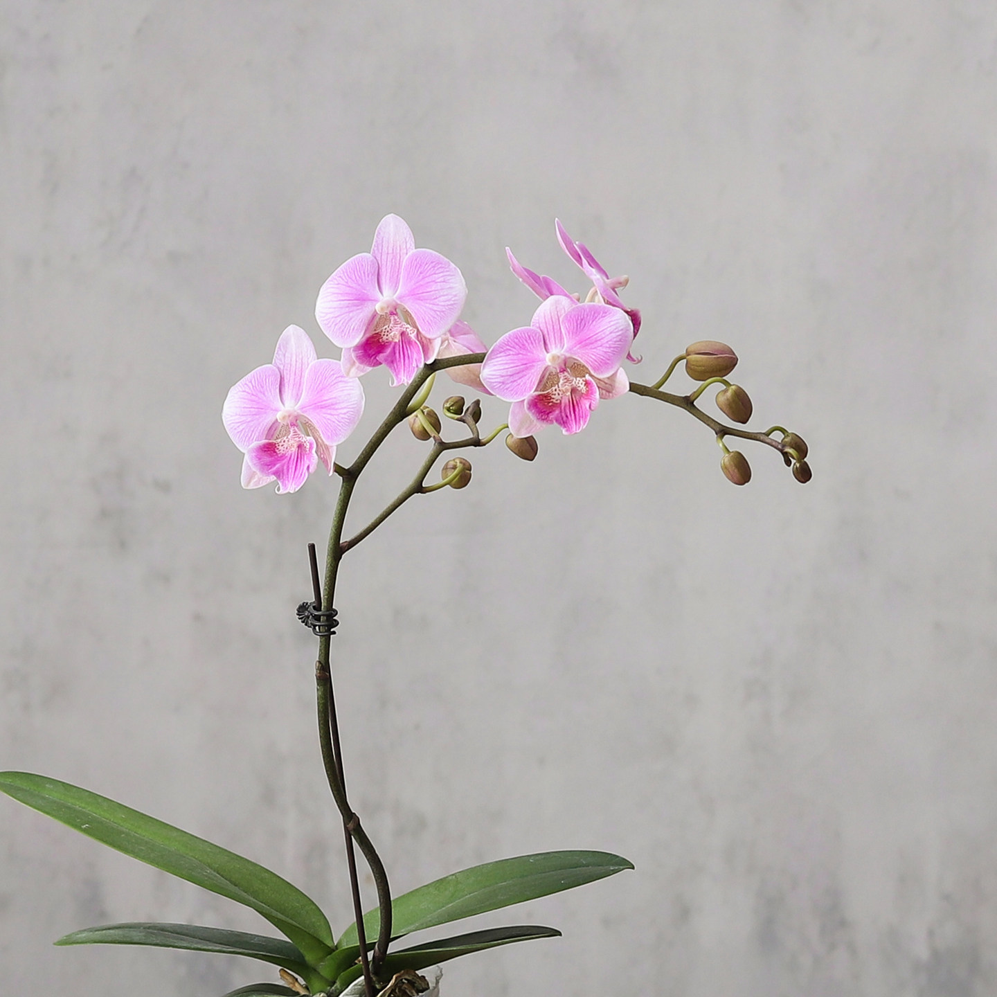 蝴蝶兰盆栽室内带花苞绿植办公室工位花卉懒人四季好养活花卉盆景,淘宝优惠券,粉丝福利购,淘宝优惠卷