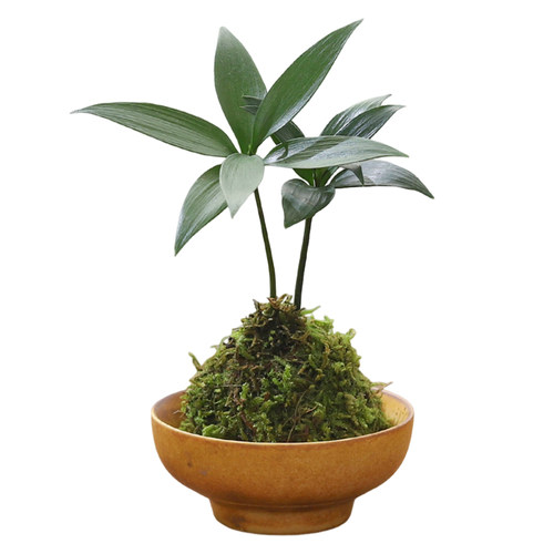 吉利红迷你苔藓球盆栽室内桌面绿植花卉四季水培好养植物净化空气 - 图3