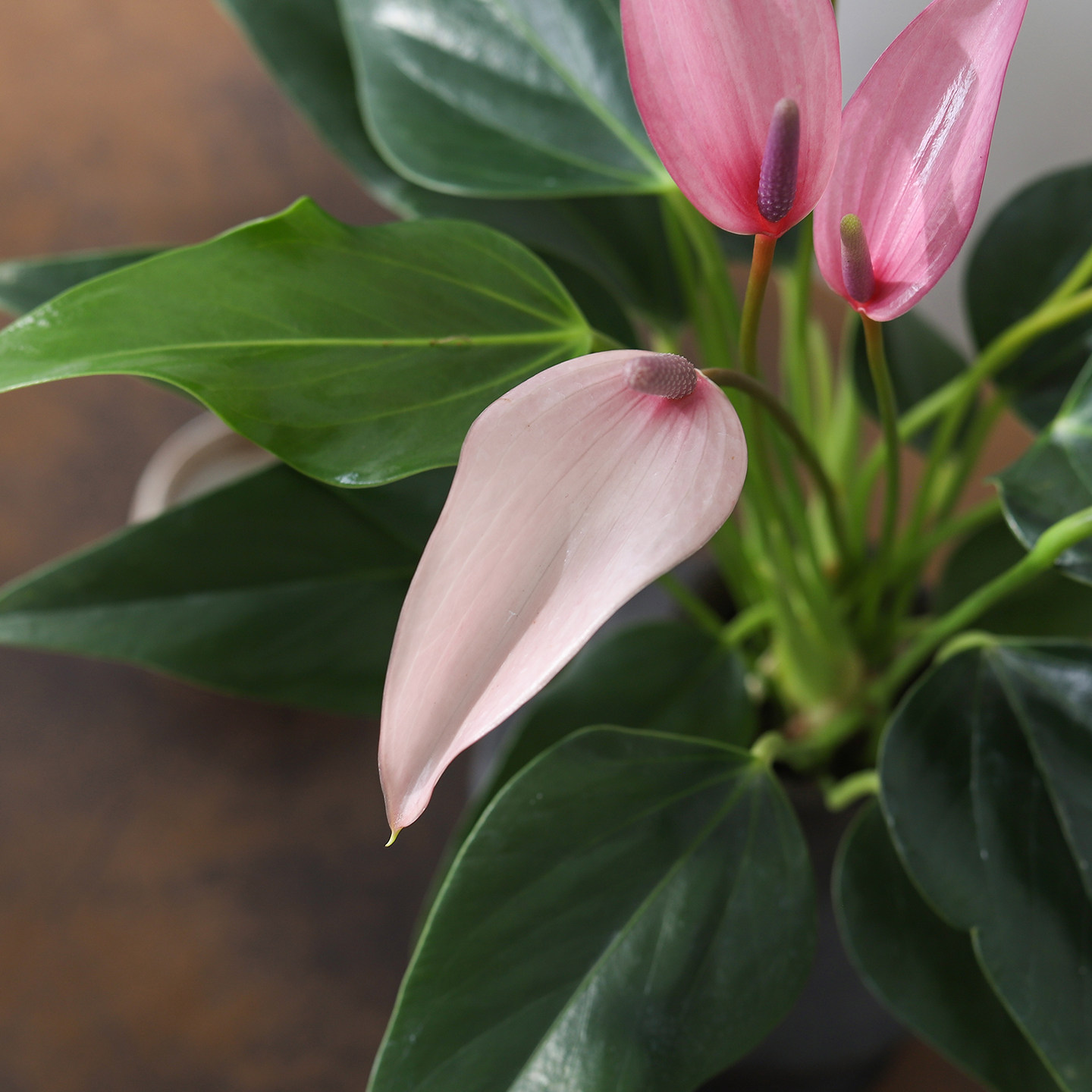 紫掌齐祖盆栽书房室内客厅花卉好养水培一帆风顺红掌四季常青绿植,淘宝优惠券,粉丝福利购,淘宝优惠卷