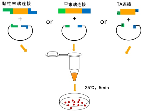 Servicebio催化粘性末端或平末端T4 DNA连接酶5U/μL修复单链切口-图3