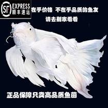 Cisfeng Taiwan Butterfly Carp Sphere Short Body Large Fin Long Tail Cold Water Fish Ornamental Fish Fry Live Brocade Carp Red Packet Live