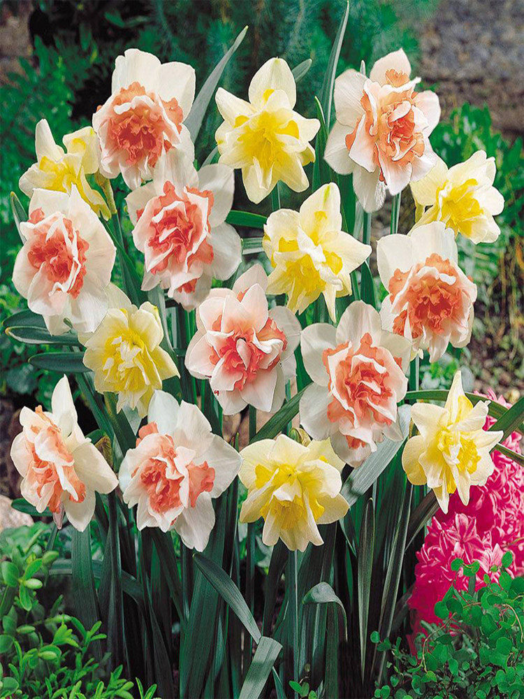 水仙球根 新人首單立減十元 22年8月 淘寶海外