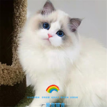 Pure breed Puppet cat Twin Lineage Sea Double Blue Twin Mountain Cat Focus Sea Mountain Blue Hills Long Hair Blue Eye Living Pet Young Cat