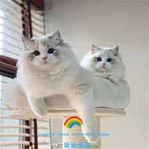 Puppet Cat Pure Breed Living Sea Mountain Blue Hills Double Sea Double Blue Twin Mountain Cat Long Hair Blue Eyed Race Level Petpet Young Cat