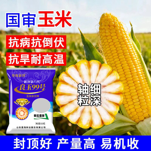 高产玉米种子登海良玉99第六代抗旱耐涝耐高温抗倒伏红轴脱水快 - 图1