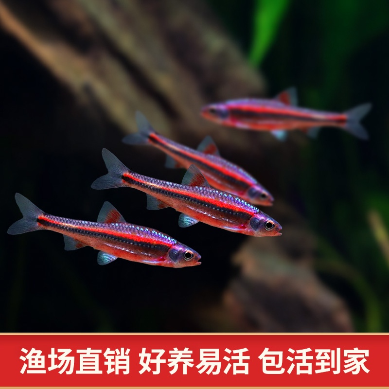 紫光精灵鱼幻彩霓虹多彩灯鱼原生冷水耐寒淡水北美小型观赏鱼活体