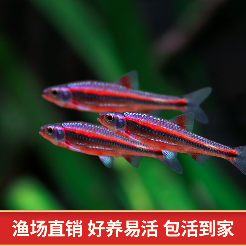 紫光精灵鱼幻彩霓虹多彩灯鱼原生冷水耐寒淡水北美小型观赏鱼活体