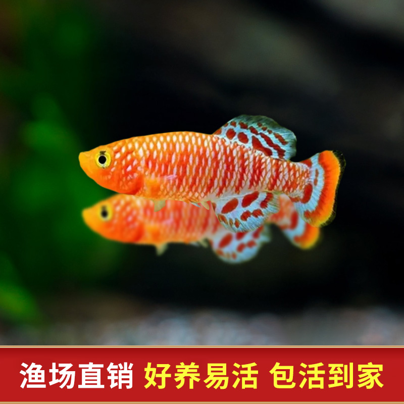 漂亮宝贝鳉漂亮的宝贝鱼贡氏圆尾鳉科鱼热带观赏鱼淡水小型鱼活体