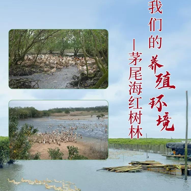 广西特产老余叔烤海咸鸭蛋北部湾红树林官方正品礼盒整箱70g*20枚