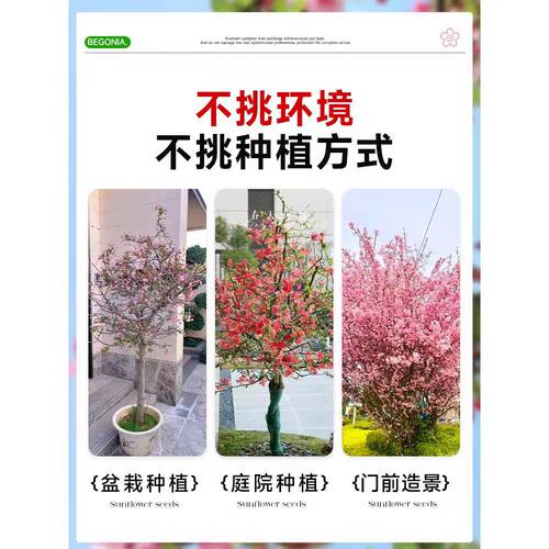 西府海棠树苗海棠树苗垂丝海棠花树苗盆栽室外庭院风景树地栽植物 - 图2