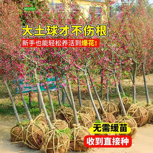 西府海棠树苗海棠树苗垂丝海棠花树苗盆栽室外庭院风景树地栽植物 - 图1