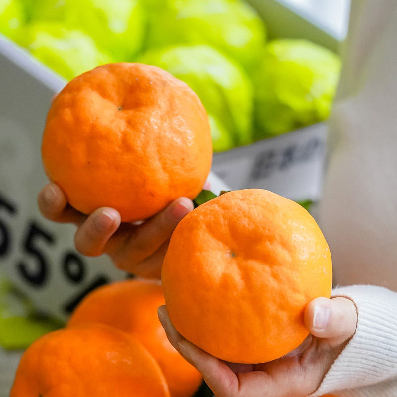 白富美春见耙耙柑7斤礼盒装日本静冈种源新鲜水果柑橘桔子丑柑甜,淘宝优惠券,粉丝福利购,淘宝优惠卷