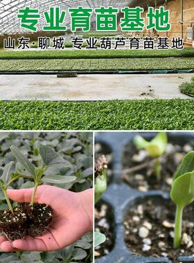 葫芦苗手捻小种子文玩八宝