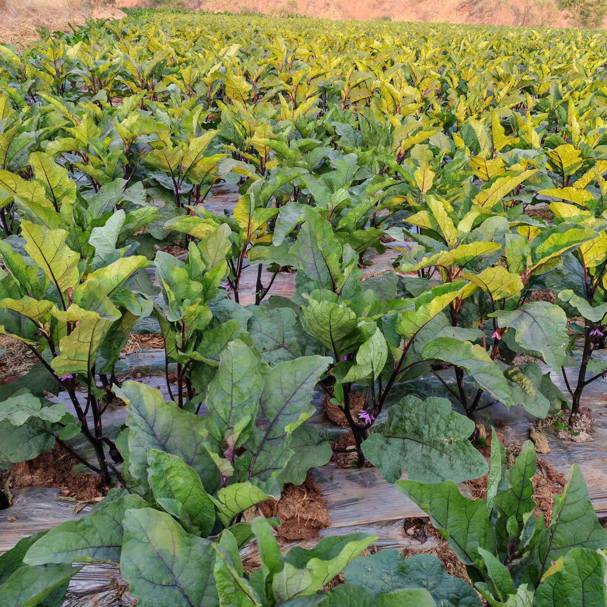 云南农村老品种小茄子新鲜紫茄农家茄子当天采摘货新鲜蔬菜自种 - 图3