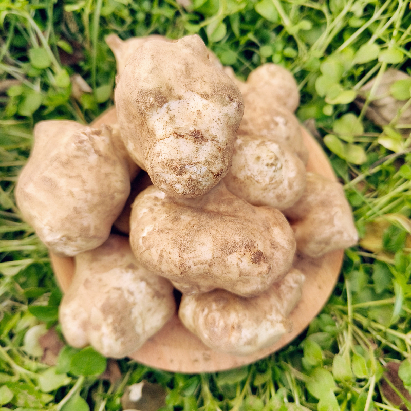 洋姜新鲜野生现挖野鬼子姜不辣农家蔬菜酱菜腌菜泡菜甜阳菊芋10斤
