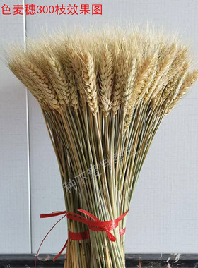 天然麦穗干燥花大束送礼