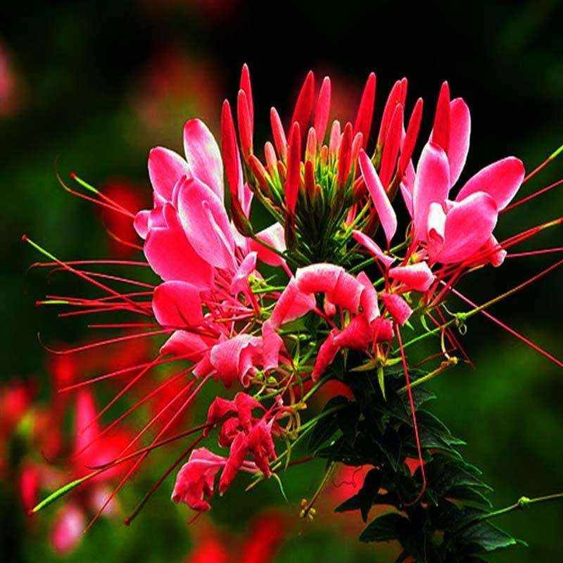 西洋菊 新人首单立减十元 22年4月 淘宝海外